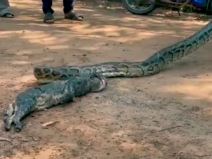 piton ispljunuo macku 4.jpg