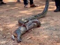 piton ispljunuo macku 3.jpg