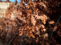 Prodaja badnjaka na Kalenić pijaci