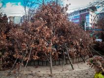 Prodaja badnjaka na Kalenić pijaci