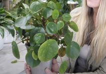 kineska biljka novca.jpg