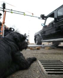 Petar Strugar pas Beta (2).jpg