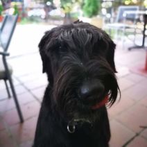 Petar Strugar pas Beta (3).jpg