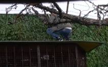 nenad macanović2.png