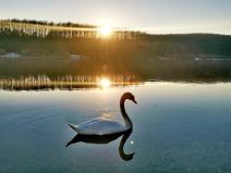 Labud u Šumaricama - Bojan Pavlović .jpg