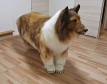 Vestacko kuce (5).jpg