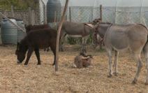 brka švajcarksa 5.jpg