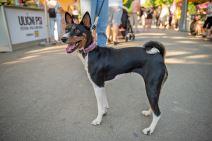 VELIKA POSEĆENOST PRVOG REGIONALNOG FESTIVALA PASA SVIH RASA