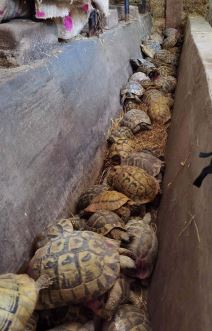 Zaplena kornjaci u Bujanovcu, kornjace, zaplena (3).jpg