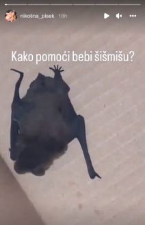 slepi miš1.png