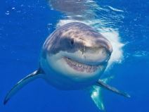 SharkFest 2.jpg