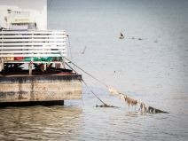 Nizak vodostaj Dunava (2).jpeg