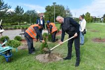 U SUBOTICI POSAĐENO 75 SADNICA ČETINARA: U akciji učestvovao i gradonačelnik Stevan Bakić! (FOTO)