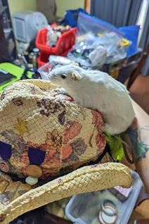 Mis kao maska za telefon (1).jpg