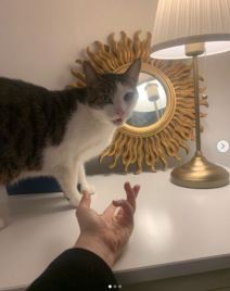 anica dobra stan4.png