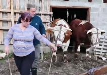 Raško gorštak (1).jpg