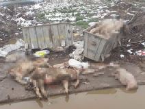 bačene pored đubreta.jpg