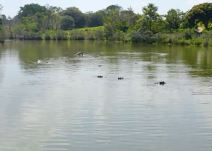 Kokainski nilski konji Pabla Eskobara