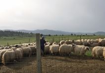 Najplaćeniji pastir (2).png