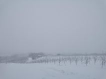 Uništen ros šljiva (3).jpg