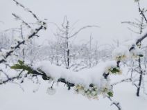 Uništen ros šljiva (4).jpg