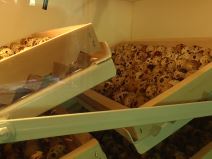 farmer Nikola (3).jpg