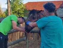 Čekićem udarao konja (4).png