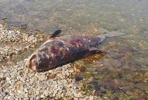 Ada Ciganlija (4).jpg