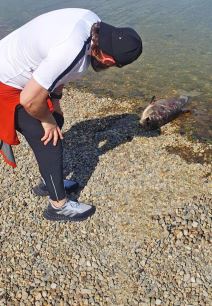 Ada Ciganlija (1).jpg