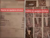 Kazna za ogueljna drveca.jpg