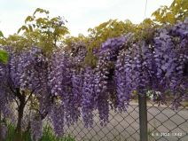 radmila i radiša andrejić (5).jpg