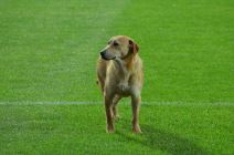 Pas prekinuo finale Kupa Republike Srpske