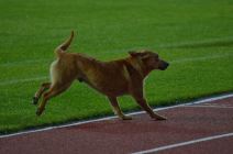 Pas prekinuo finale Kupa Republike Srpske