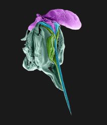 Ujed pčele, ilustracija (4).jpg