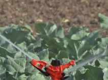 Brokoli karfiol (4).jpg