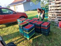 Selo Skokuće kod Prijepolja stiglo 500 berača malina  (5).jpg