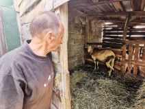 Milan je jedan od retkih u Srbiji koji šiša ovce (2).jpg