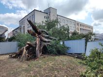 Koprivić star 150 godina u centru NS (3).jpg