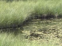 Dajićko jezero  (3).jpg