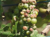 Domaćinu Radoslavu za samo par minuta oluja uništila ceo ovogodišnji rod (4).jpg