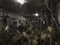 Uhapšena beogradska kriminalna grupa zbog narkotika