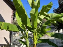 Čačak kivi (4).jpg