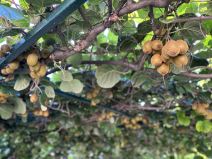 Čačak kivi (1).jpg