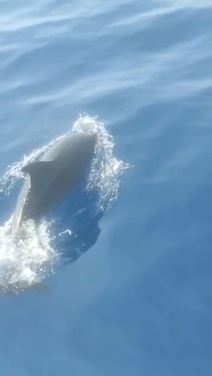 Delfin izranja_1.jpg