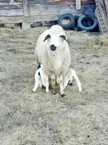 Luka zivotinje (2).jpg