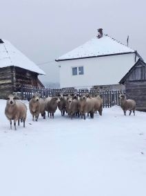 Luka zivotinje (3).jpg