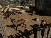 Branko Janković živi na selu i gaji koze