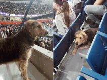 Pas na utakmici Partizana