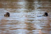 NAJELITNIJA JEDINICA VOJSKE SRBIJE Štit naše zemlje! Ono što ne može niko mogu oni! odbrana23