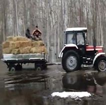 Krčedinska ada-zivotinje hrana (4).jpg